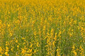 Pummelo beautiful yellow flowers blooming in the fields.