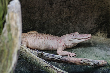Crocodile Albinos