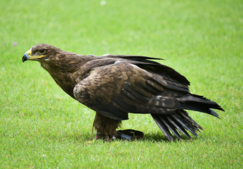 Obraz premium eagle