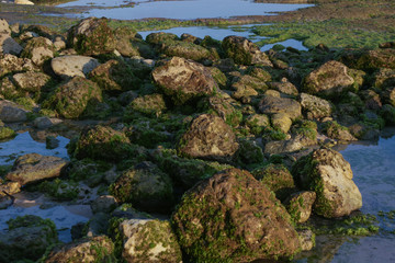 Many rocks covered with lichen or moss on the shallow ocean beach