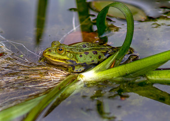 Frosch