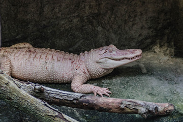 Crocodile albinos