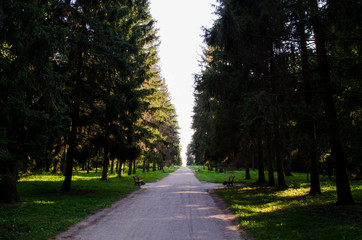 Obraz premium Autumn 