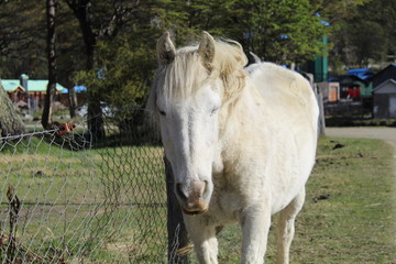 White  horse  in the  field