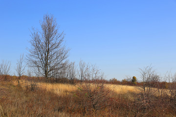 leafless trees in a meadow with dry grass