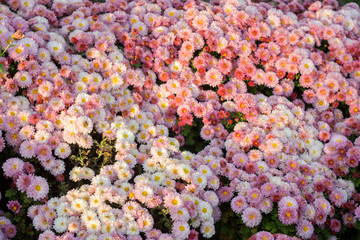 Small flowers of pink chrysanthemum