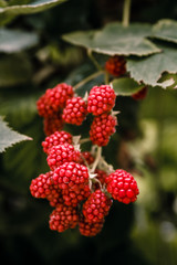 Red Raspberry on the Bush Growing in a Garden