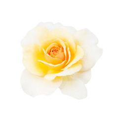 Yellow rose isolated on white background, soft focus and clipping path