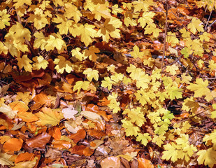 Autumn Leaves Background