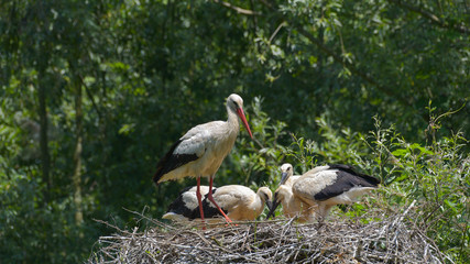 Piccoli di cicogna bianca con la madre nel nido