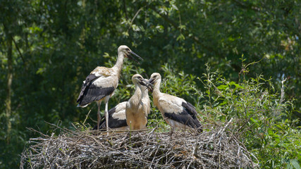 Piccoli di cicogna bianca nel nido in attesa del cibo