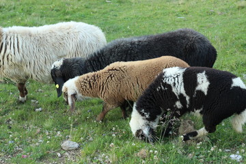 Familie Schaf