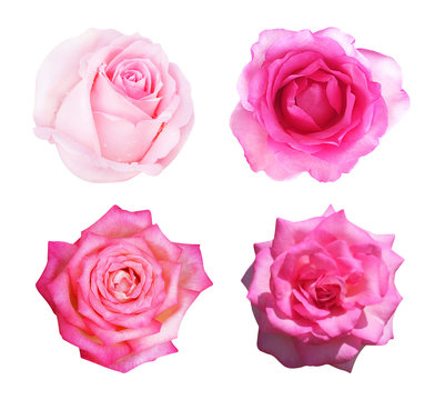 Set of pink rose isolated on white background.