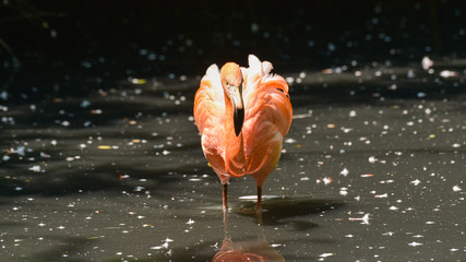 Fenicottero rosso in primo piano nel laghetto
