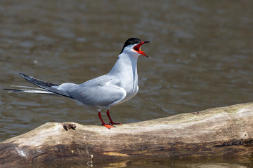 seagull on a rock