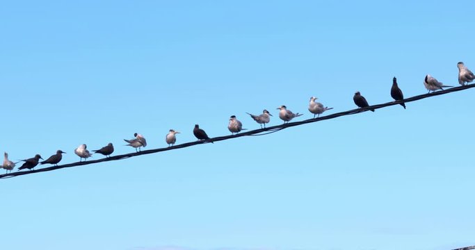 bird on a wire