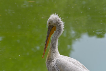 Primo piano della testa del pellicano