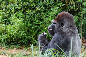 Gorille mâle dominant dos argenté