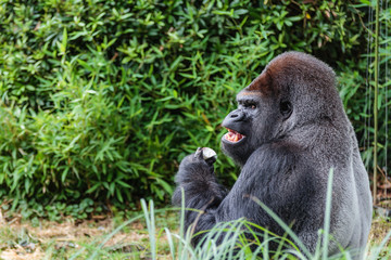 Gorille m&acirc;le dominant dos argent&eacute;