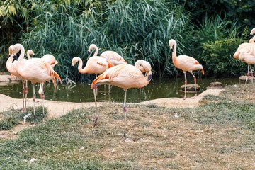 Flamingo at Zoo