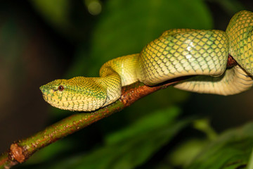 Beautiful but deadly Borneo Pit Viper in a jungle tree at night