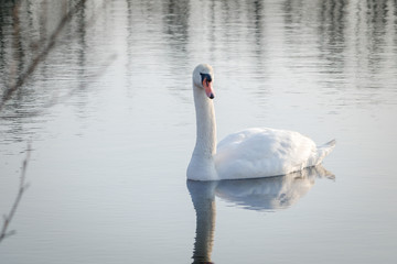 Pretty swan on a lake