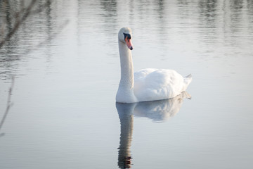 Pretty swan on a lake