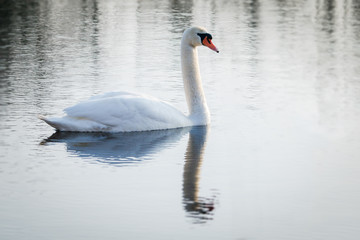 Fototapeta na wymiar Pretty swan on a lake