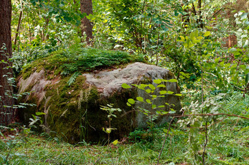 A huge stone covered with green lichen in the woods. Big old boulder in the moss in the deep woods.
