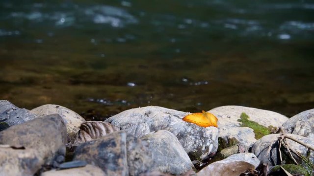 Yellow Butterfly in front of river 