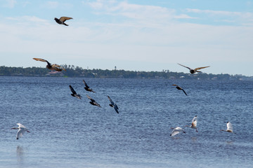 Fototapeta na wymiar seagulls in flight over water