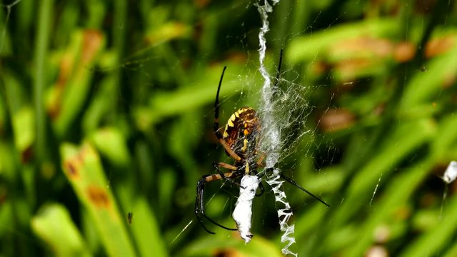 Spider eating  (Insect control)