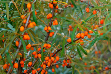 Orange sea buckthorn berries on the bushes. Sea buckthorn.