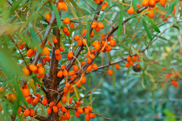 Orange sea buckthorn berries on the bushes. Sea buckthorn.