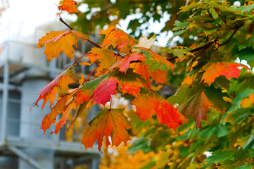 Red yellow autumn leaves of maple. Maple leaves on branches in autumn yellowed.