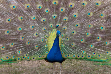 Obraz premium peacock with feathers out