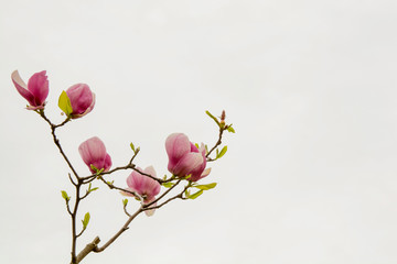 Fototapeta na wymiar Magnolia 