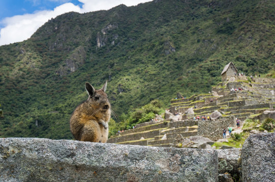 Viscache animal rongeur Machu picchu p&eacute;rou