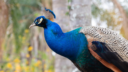 Portrait of a colourful peacock with its crown feathers on its head