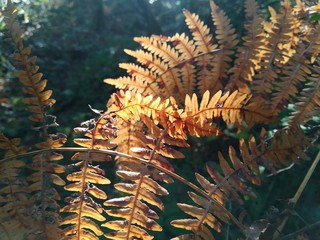  Fyto : Filicophyta V