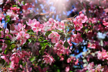 Branch of spring apple tree with beautiful bright pink flowers