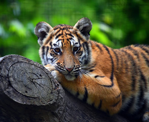 tigre