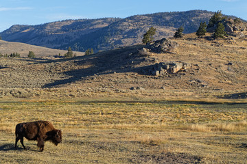 A buffalo in a Yellowtone National Park Landscape