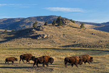 Buffalos in a Yellowtone National Park Landscape