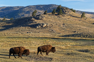 Buffalos in a Yellowtone National Park Landscape