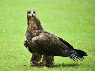 eagle