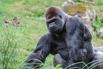 Gorille mâle dominant dos argenté