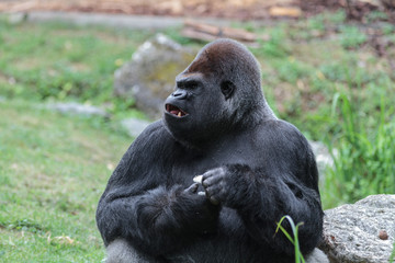 Gorille mâle dominant dos argenté
