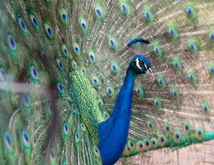 Obraz premium Side view of a male peacock displaying its colorful feathers