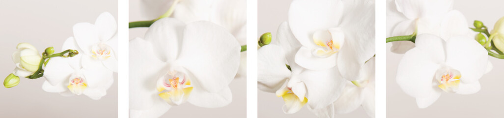 4 verschiedene Ansichten weißer Orchideen zu einer Collage zusammengestellt